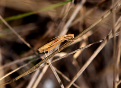 Elasmopalpus lignosella