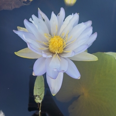 Nymphaea gigantea