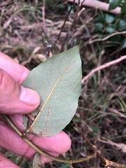 Bridelia leichhardtii