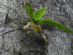 Gastrochilus obliquus
