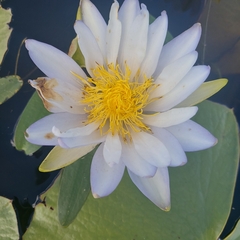 Nymphaea gigantea