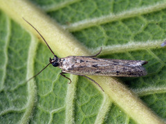 Homoeosoma nebulella