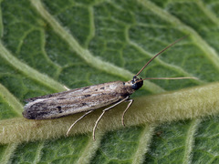 Homoeosoma nebulella