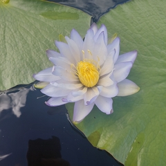 Nymphaea gigantea