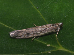 Homoeosoma nebulella