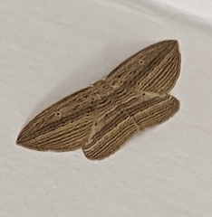 Epiphryne verriculata