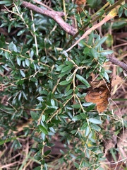 Pittosporum viscidum