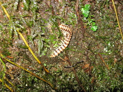 Nyssodesmus python