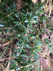 Pittosporum viscidum
