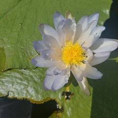Nymphaea gigantea