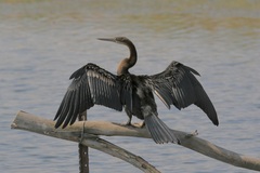 Anhinga rufa