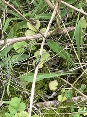 Omocestus viridulus