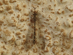 Distoleon annulatus