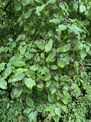 Cornus sanguinea