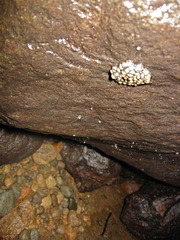 Centrolenidae