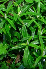 Anaphalis morrisonicola