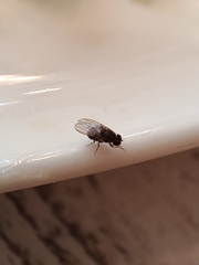 Drosophila repleta