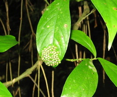 Centrolenidae