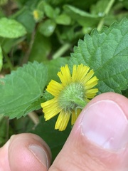 Pulicaria dysenterica