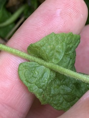 Pulicaria dysenterica