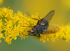 Brachycera