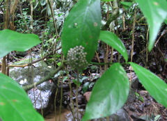 Centrolenidae