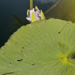 Nymphaea gigantea