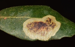 Phyllonorycter belotella