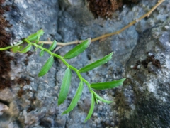 Lobelia chinensis