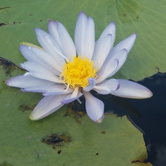 Nymphaea gigantea