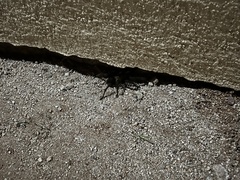 Theraphosinae