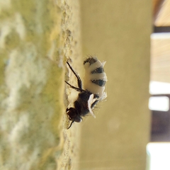 Entomophthora muscae