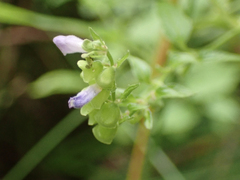 Scutellaria lateriflora