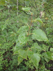 Betula ermanii