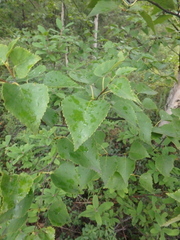 Betula ermanii