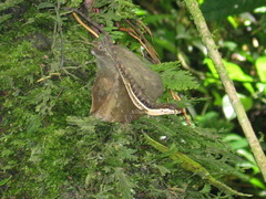Anolis oxylophus
