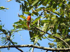 Pericrocotus speciosus