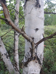Betula ermanii