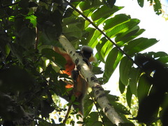 Trachypithecus pileatus