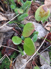 Pyrola asarifolia incarnata