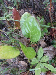 Pyrola asarifolia incarnata