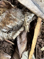 Atractomorpha similis