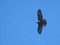 Buteo buteo