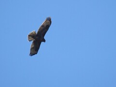 Buteo buteo