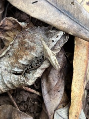 Atractomorpha similis