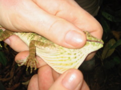 Anolis insignis