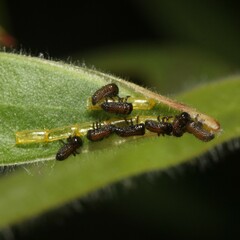 Paropsisterna semifumata