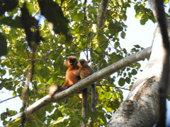 Trachypithecus pileatus