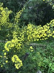 Acacia acinacea