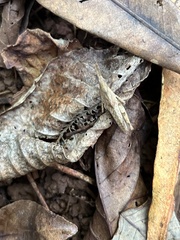 Atractomorpha similis